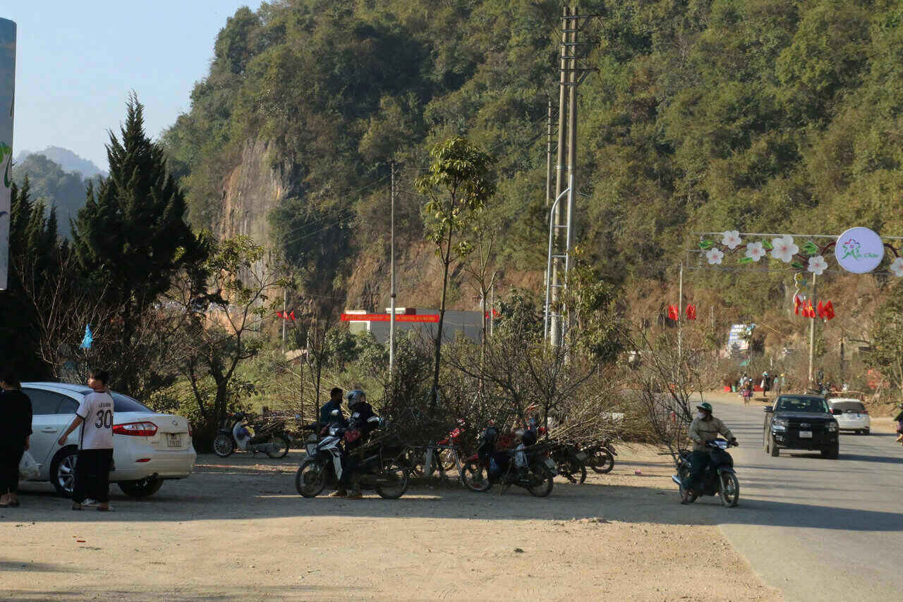 Nguoi dan van chuyen nhung canh dao cua gia dinh de cung cap cho thuong lai tai khu vuc xa Long Luong, huyen Van Ho. Anh: Dang Tinh