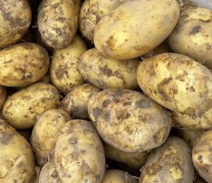 This is a familiar tuber that can help reduce uric acid. Photo: Kieu Vu