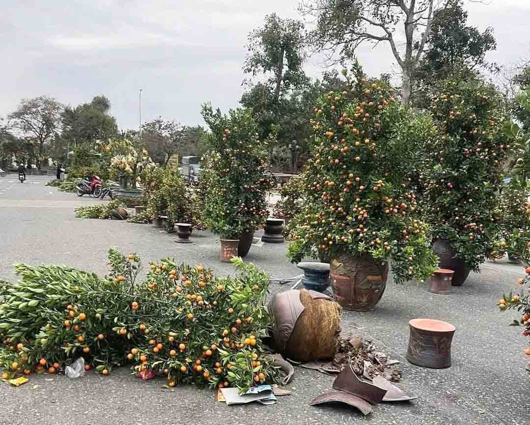 The rain accompanied by strong winds knocked down and damaged many Tet flower pots in Vinh City. Photo: Anh Ngoc