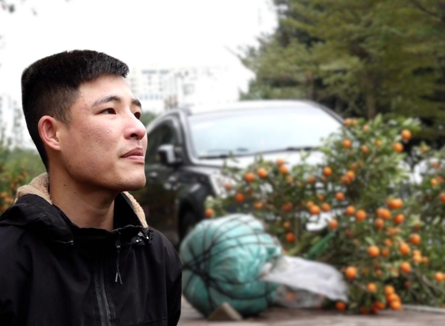 Kumquat trees crushed by cold air, small traders "cry out" because of lost Tet