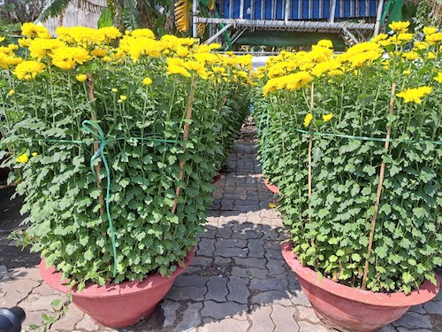 Near Lunar New Year, chrysanthemums are "sold out" in Da Nang. Photo: Nguyen Linh