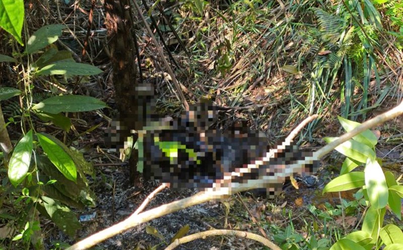A charred body was found in the forest. Photo: Lam Hong