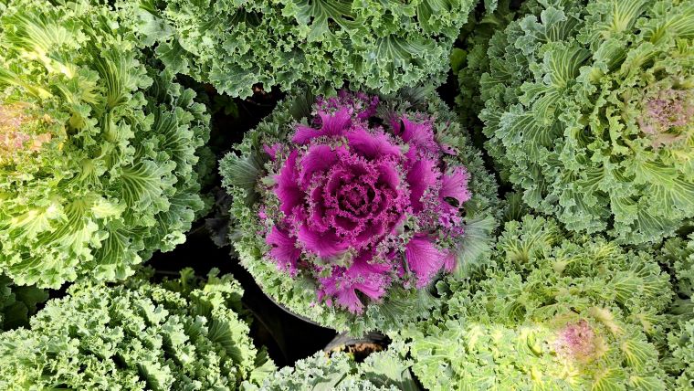 Kale is both edible and decorative for Tet. Photo: Minh Anh