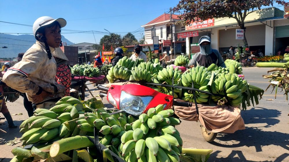 Farmers bring moldy bananas to the market in Tan Long commune, Huong Hoa district, Quang Tri province for sale. Photo: Hung Tho