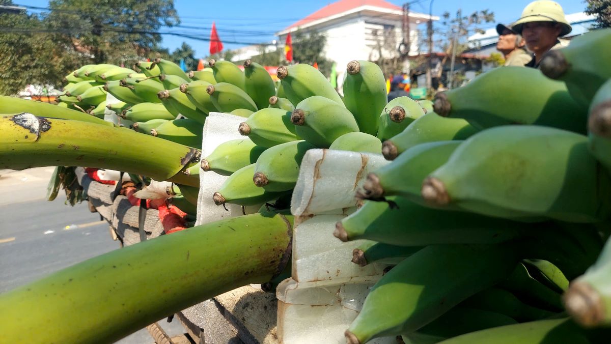 Những buồng chuối mật mốc đẹp được đưa ra chợ bán để phục vụ việc thờ cũng dịp Tết nên có giá cao. Ảnh: Hưng Thơ