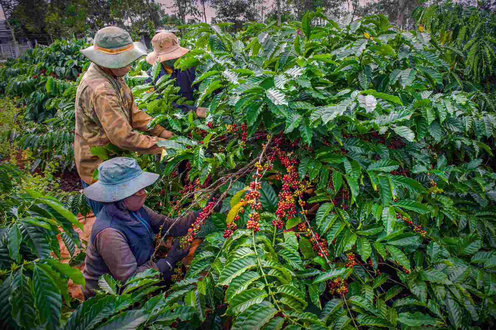 Rainfall insurance will help coffee growers reduce damage caused by natural disasters. Photo: Ngo Minh Phuong