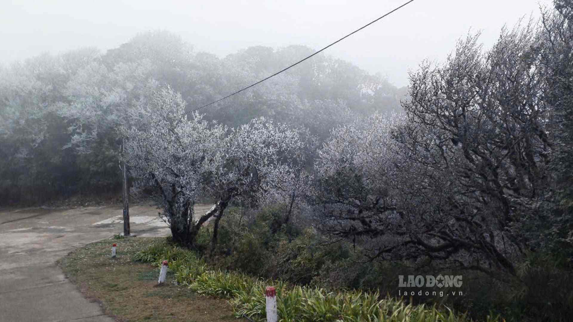 Bang gia xuat hien, bam tren canh la. Anh: Tan Van.