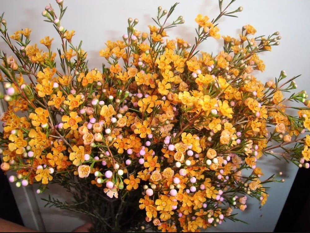 Willow flowers are popular decorations for Tet this year. Photo: Hoai Phuong