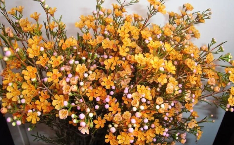 Willow flowers are popular decorations for Tet this year. Photo: Hoai Phuong
