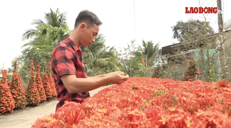 Caring to create stunningly beautiful hibiscus hedges in the countryside of Dong Thap during Tet.