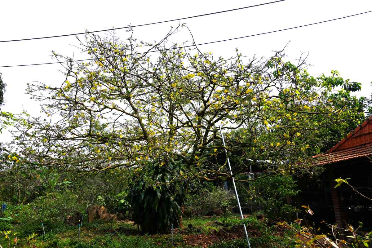The yellow apricot tree with many buds is grown in Song Xoai commune, Phu My town. Photo: Thanh An