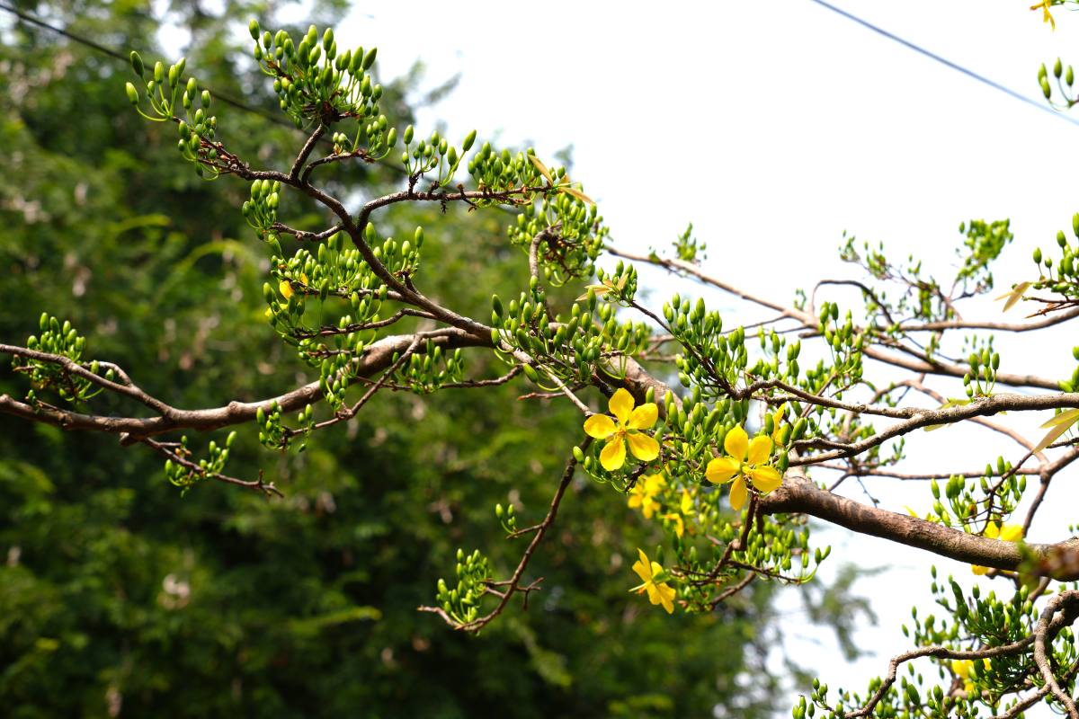 Nhung nhanh mai triu nu. Anh: Thanh An