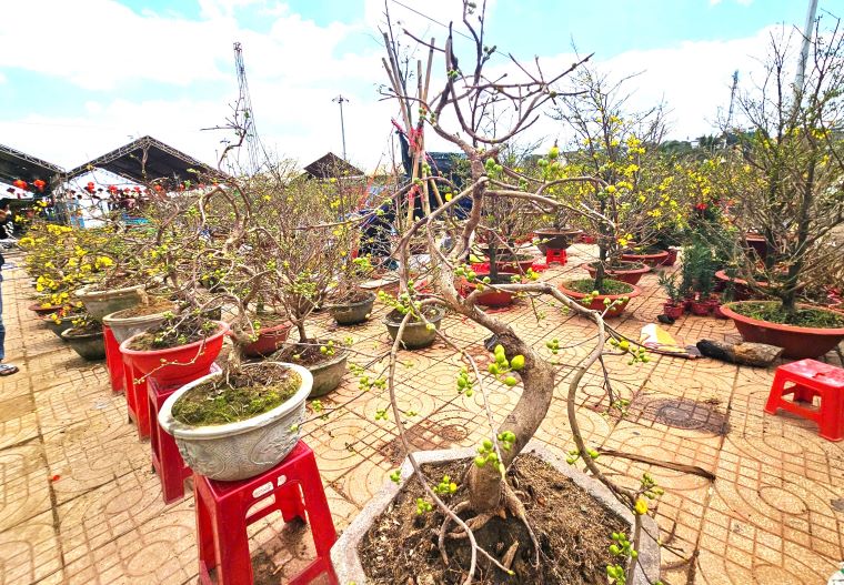 Nam nay mai it nu va no khong kip Tet. Anh: Thanh Quynh