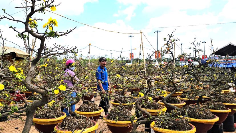 Apricot blossoms bloom slowly so they don't attract customers. Photo: Thanh Quynh