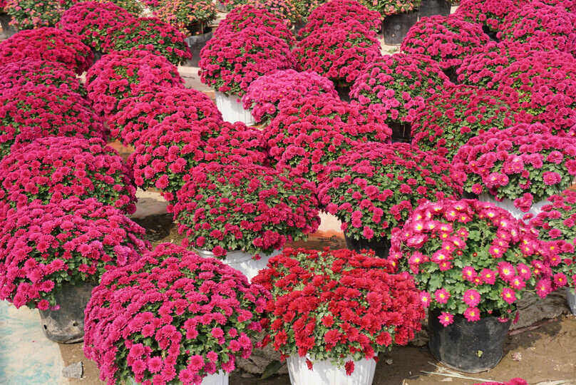 The chrysanthemums grow close together at the top. Photo: Cong Hoa
