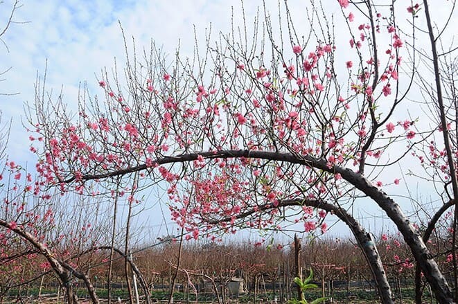 Peach trees need proper care to stay lush during the Lunar New Year. Photo: Pixabay