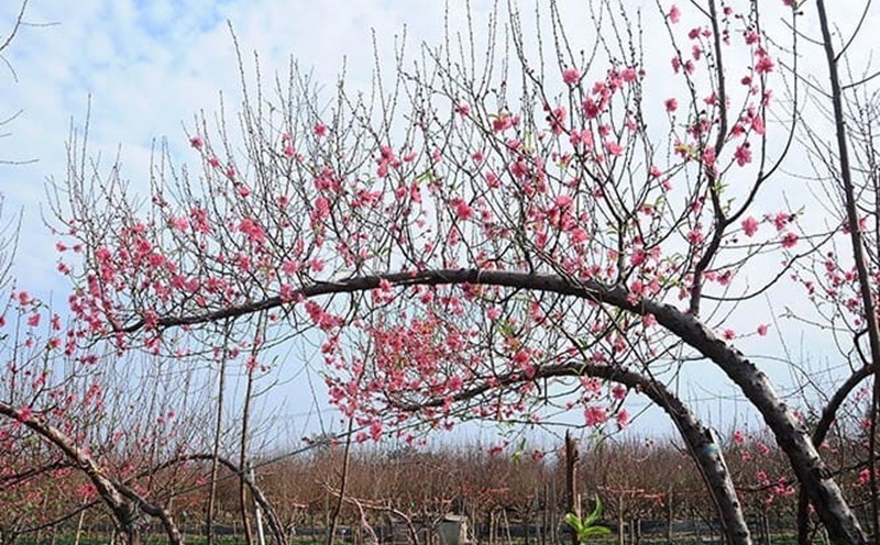 Peach trees need proper care to stay lush during the Lunar New Year. Photo: Pixabay