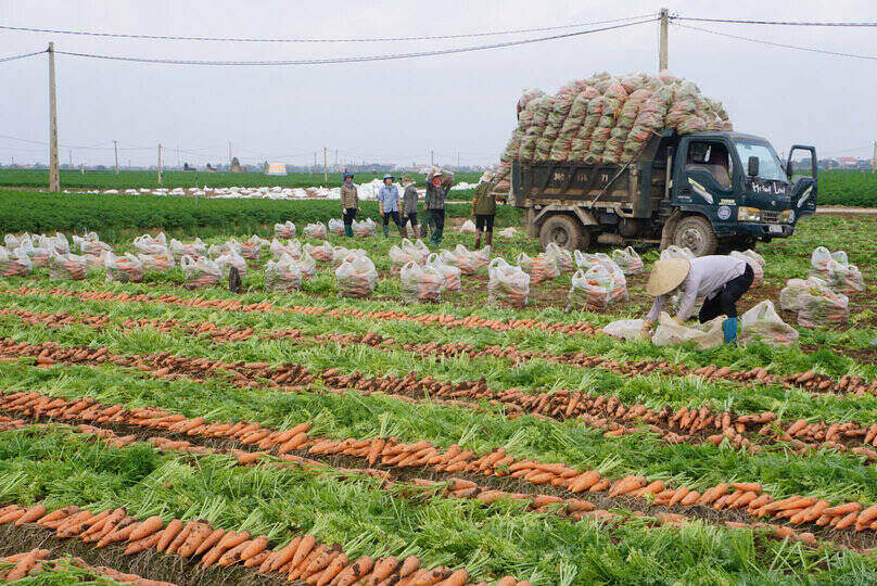 Carrot capital Hai Duong faces difficulties. Photo: Cong Hoa