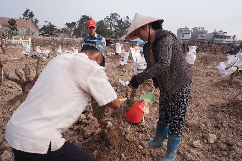 Vuon nha chi Hang bi thiet hai nang ne sau bao. Ảnh: Tuong Vy