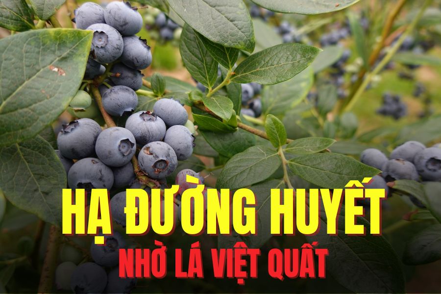 Blueberry leaves help lower blood sugar effectively. Graphics: Hoai Lan