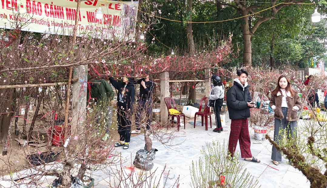 As New Year's Eve approaches, the Tet flower market in Vinh City still has many beautiful peach trees and branches waiting for customers to buy. Photo: Quang Dai