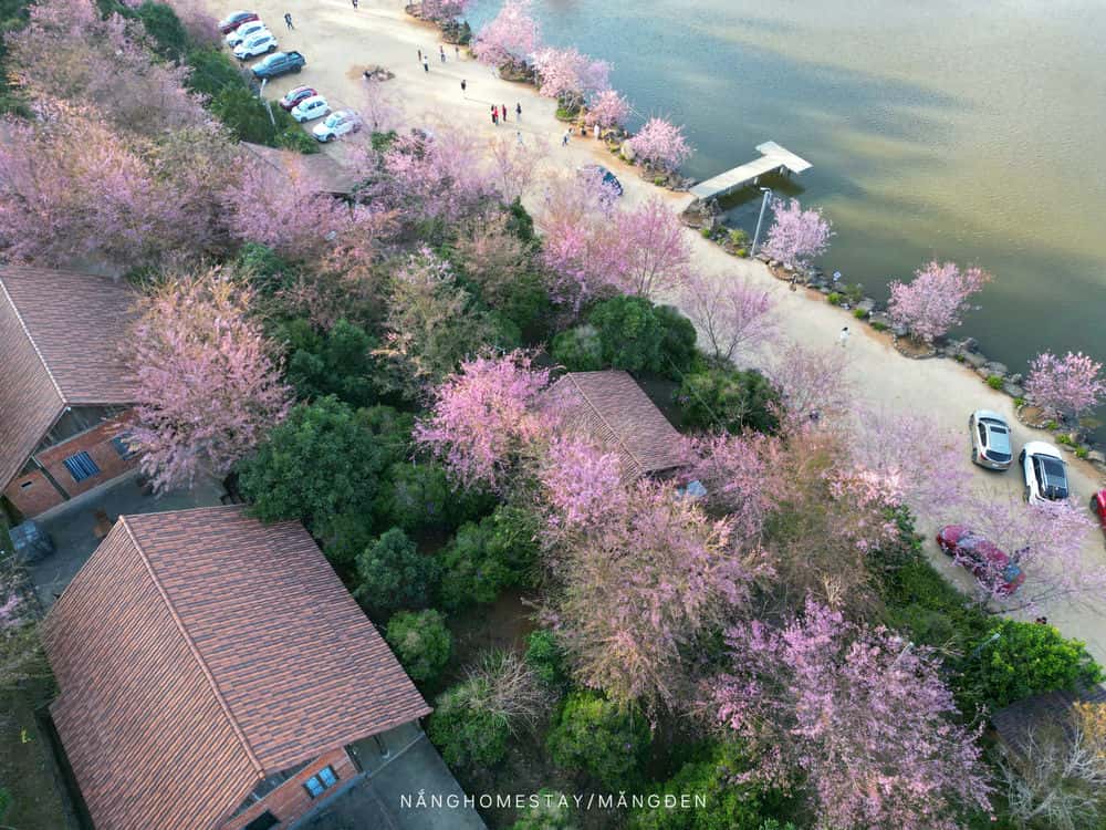 Mai anh đào rực rỡ bên hồ Đam Bri ở Măng Đen. Ảnh: Nắng Homestay
