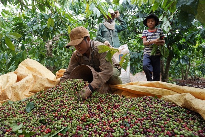 Coffee prices on 28.1 fell sharply on the London floor after a series of peak days, while Arabica increased slightly. Photo: Thanh Tuan.