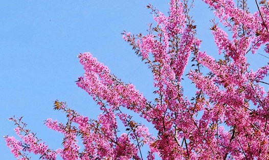 Đất trời Mộc Châu như đang khoác trên mình một chiếc áo hồng đầy quyến rũ nhờ sắc hoa mai anh đào.