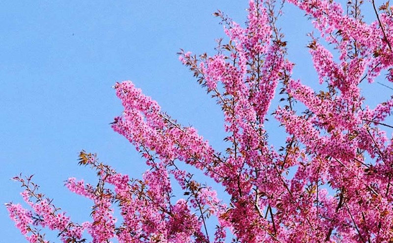 Moc Chau land and sky seem to be wearing a charming pink shirt thanks to the color of cherry blossoms.