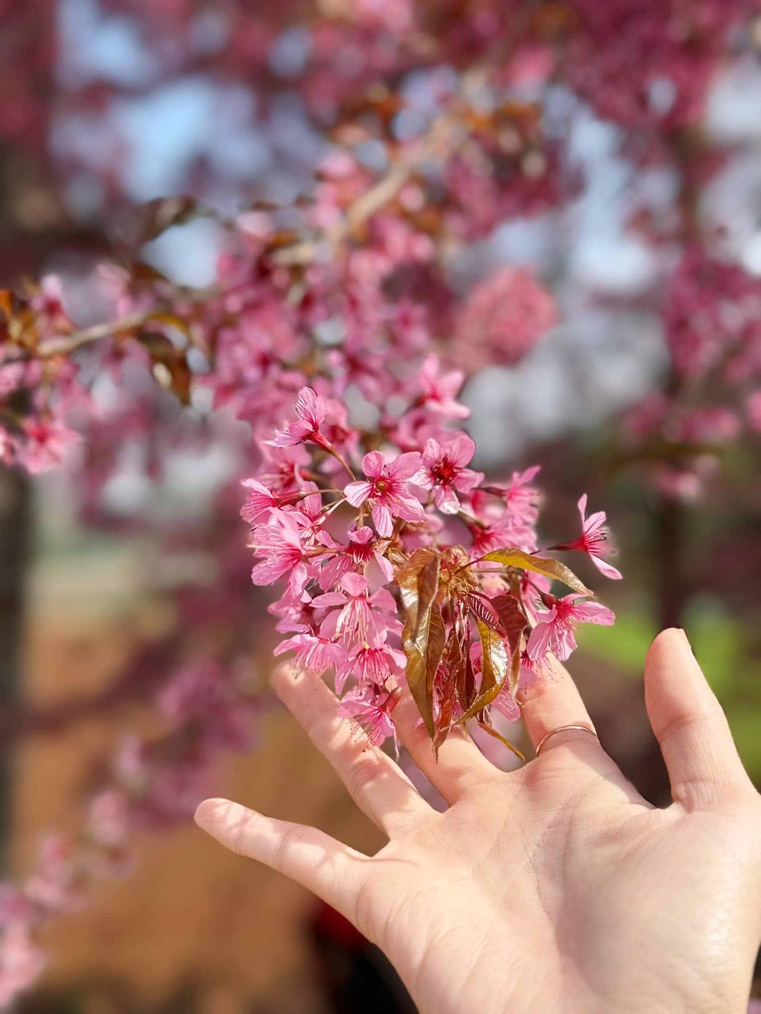 Tu nhung ngay qua, Mu Nau Farm Moc Chau da la thien duong san anh hoa anh dao dep bac nhat Son La. Khong gian cua khu nong trai nay da duoc nhuom hong boi sac tham cua loai hoa dao. O day, hoa duoc trong thanh hai hang, o giua co loi di de du khach de dang ngam hoa va tao dang chup anh. 