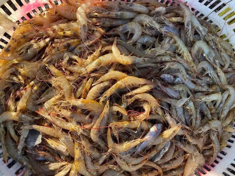 Fishermen in Quang Binh have a big catch of shrimp at the end of the year. Photo: A. Tran
