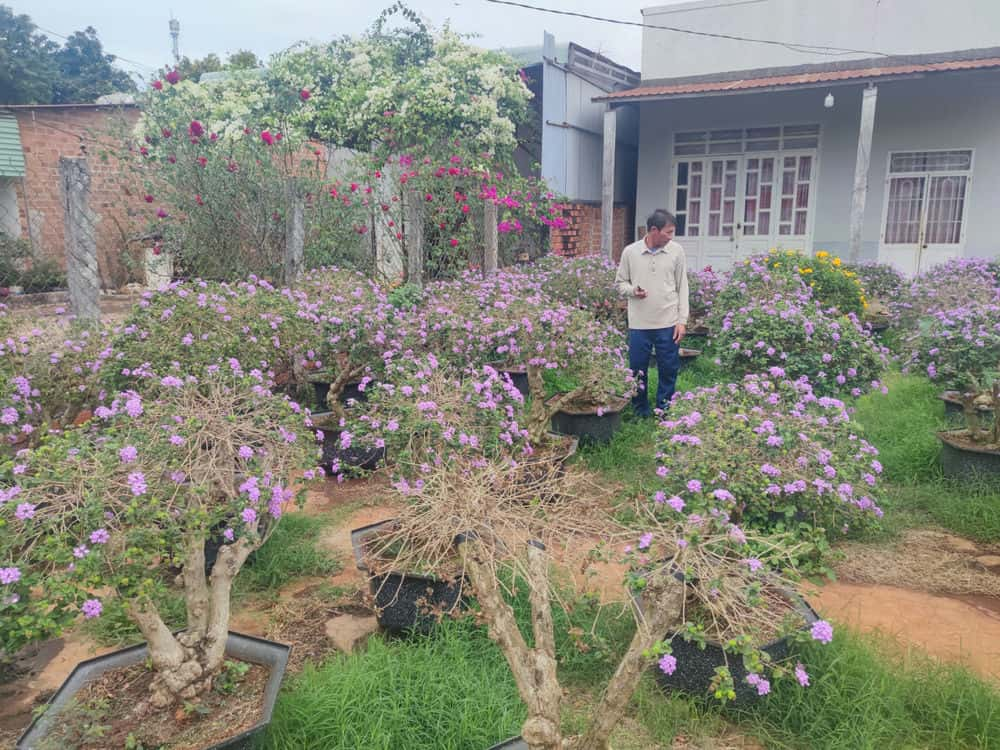 Hoa ngu sac mang lai thu nhap, loi nhuan cho nguoi dan dam me trong va choi hoa. Anh: Thanh Tuan 