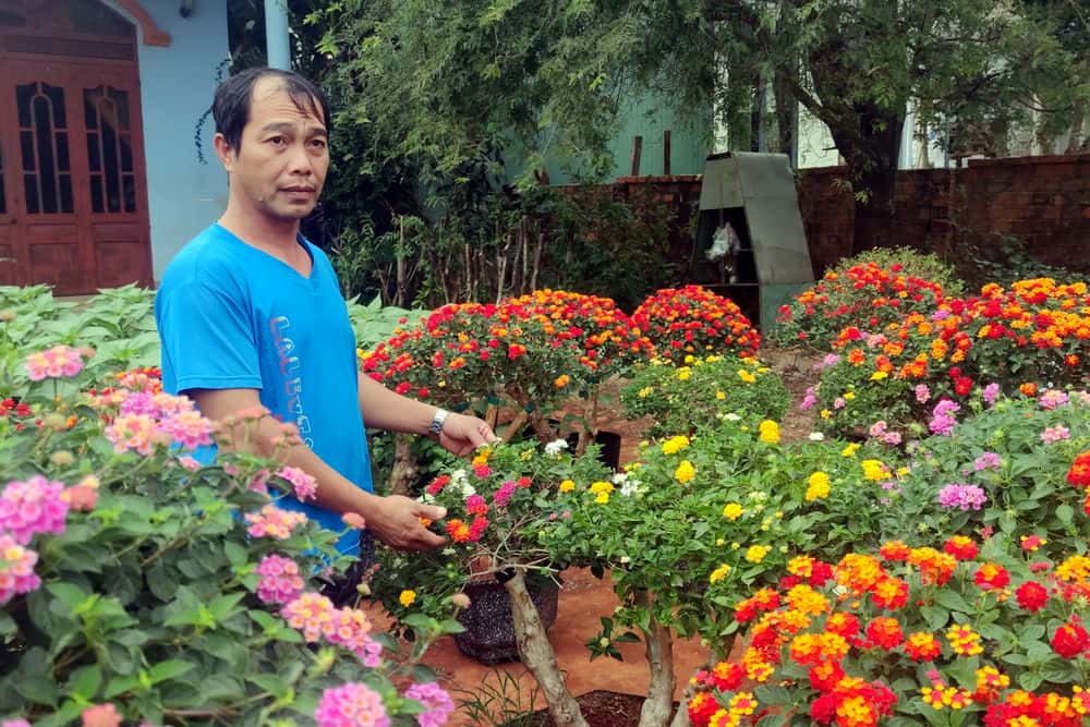 People grow five-color flowers to sell during Tet holiday. Photo: Thanh Tuan