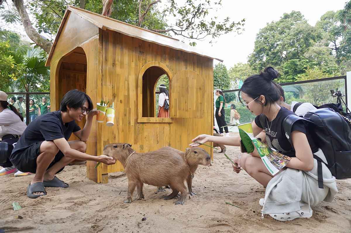 The "diplomatic quartet" of capybaras at Saigon Zoo and Botanical Garden. Photo: Nhu Quynh
