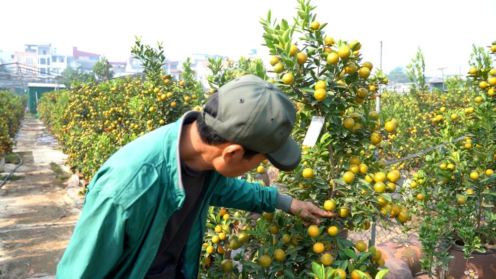 It's not Tet yet but garden owners are already selling kumquat trees. Photo: Phu Den