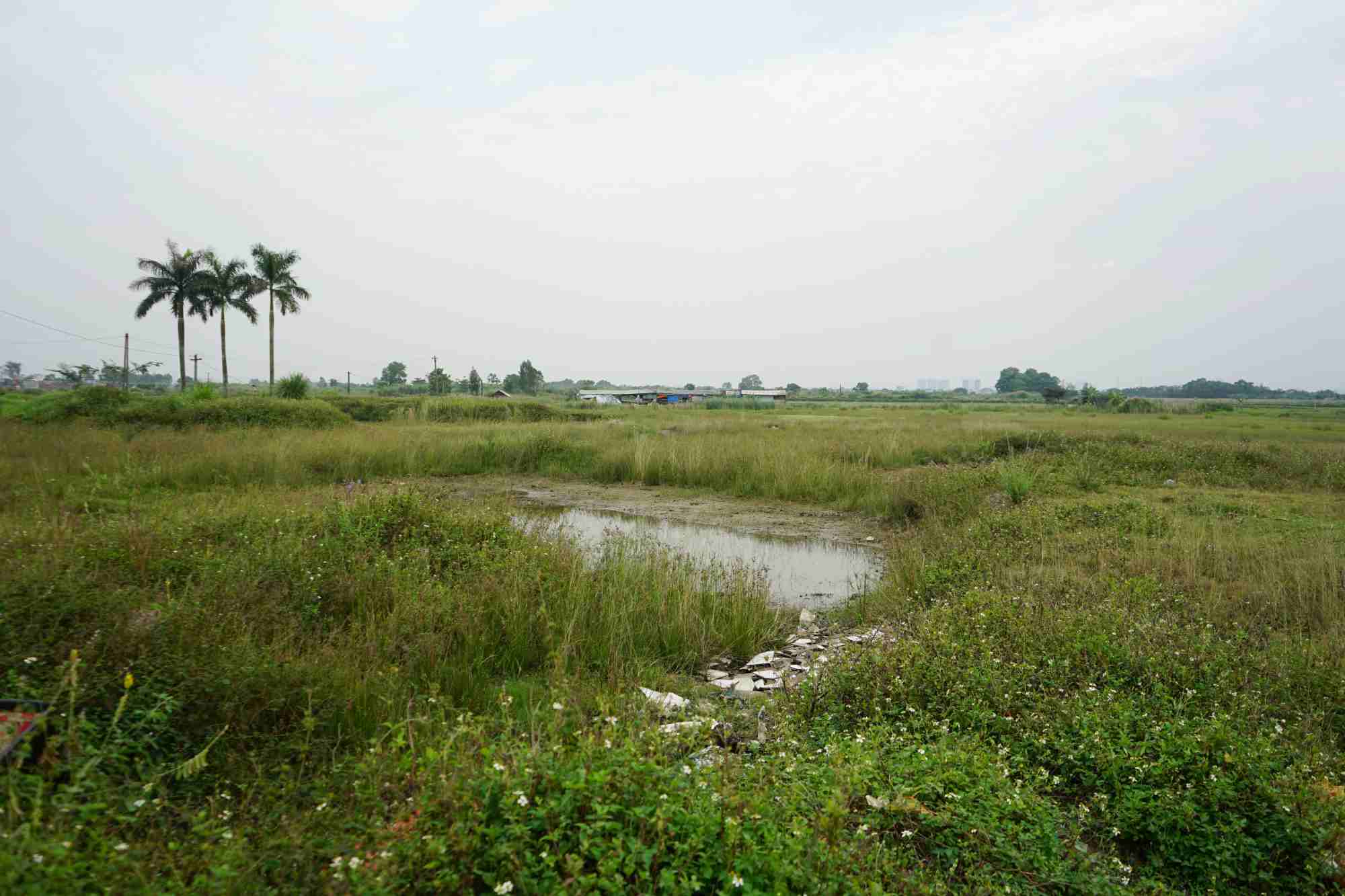 Many agricultural land areas of the FLC Hoang Long Industrial Park project were previously abandoned and wasted. Photo: Quach Du