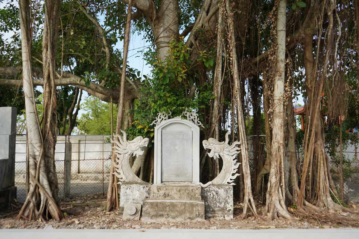 The banyan tree in the Le Hop communal house yard (Vinh Bao, Hai Phong) was recognized as a Vietnamese heritage tree. Photo: Mai Dung