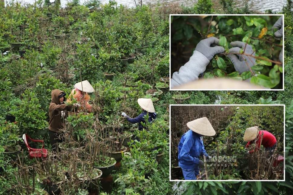 Apricot growers in An Nhon town (Binh Dinh) are busy pruning leaves on their apricot trees, so that they can "smile" in time for Tet. Photo: Phuong Thao