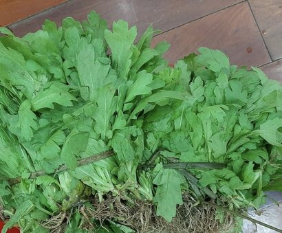 Adding this vegetable to your diet can help lower blood sugar and prevent diabetes. Photo: Kieu Vu