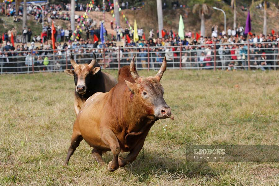 “Day la hoat dong thiet thuc chao xuan nam moi, nham quang ba hinh anh, con nguoi Dien Bien Dong than thien va men khach. Ngoai dau bo con co nhieu noi dung vui choi phong phu, lanh manh, thiet thuc nhu: thi trang phuc, thi van nghe, thi goi banh chung, gia banh day, tu lu, tung con” – Chu tich UBND huyen Dien Bien Dong noi.