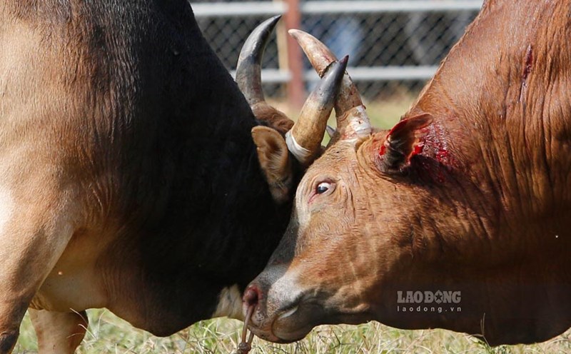 During the intense bullfight, a bull was injured and bleeding.
