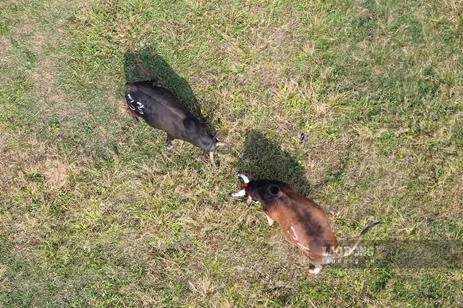 Day la lan thu 9, hoi dau bo truyen thong duoc to chuc va duy tri dung vao ngay mung 2 Tet Nguyen dan tai huyen vung cao Dien Bien Dong.