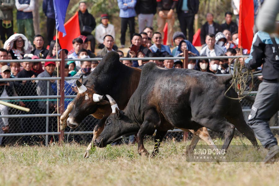 Cung la dip nham ton vinh nhung ho gia dinh nuoi bo gioi. Tao dieu kien cho cac ho gia dinh chan nuoi bo tren dia ban duoc giao luu, gap go, chia se ky thuat, kinh nghiem chan nuoi bo.