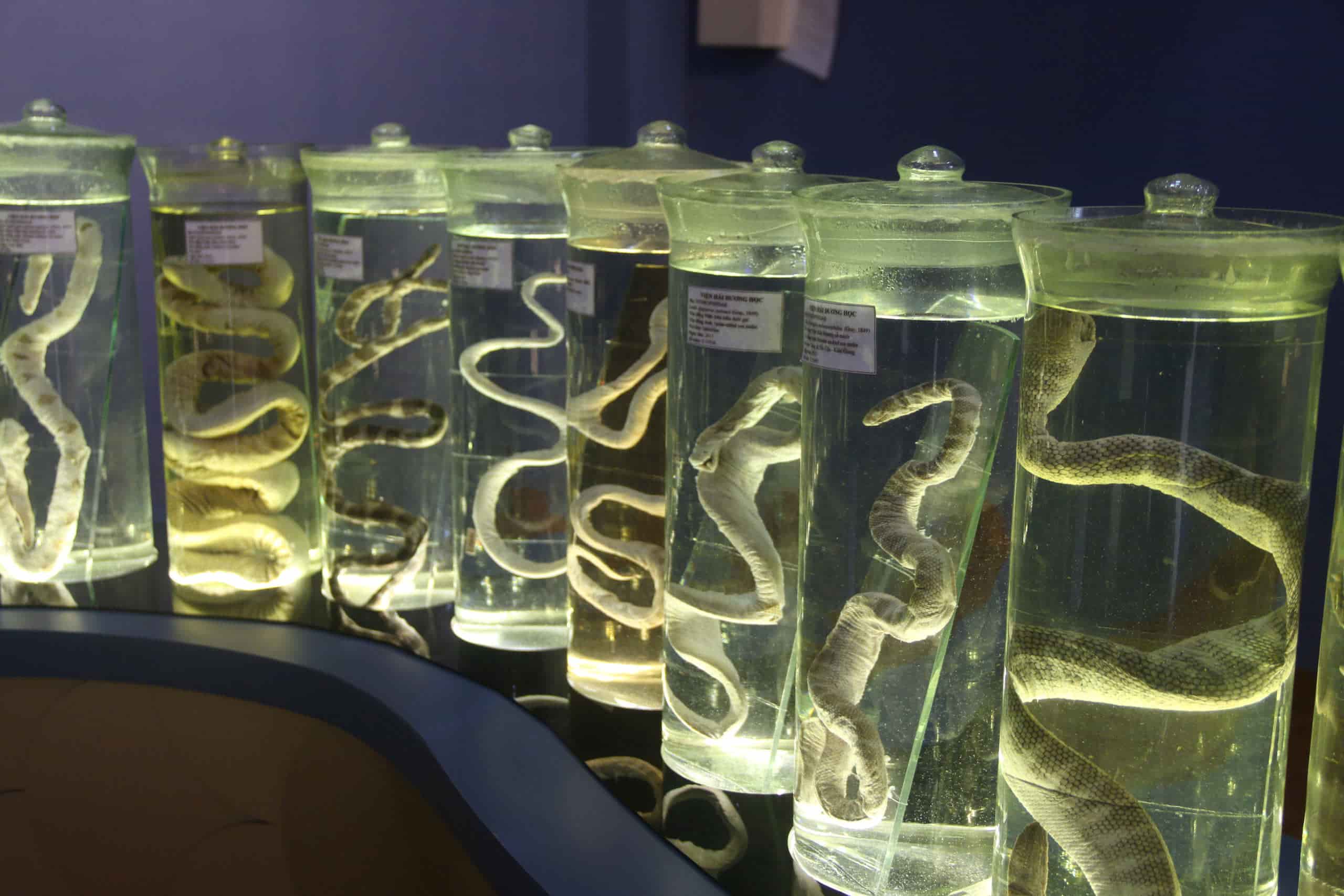 Bộ sưu tập các loài rắn biển tại Bảo tàng Hải dương học ở Nha Trang. Ảnh: Hữu Long 