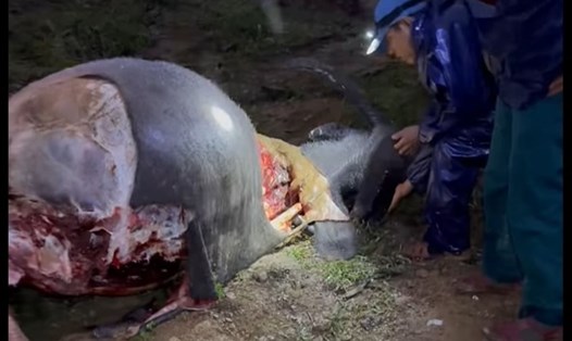 Một con trâu bị giết, xẻ thịt ở đùi và lưng. (Ảnh cắt từ video do người dân quay lại).