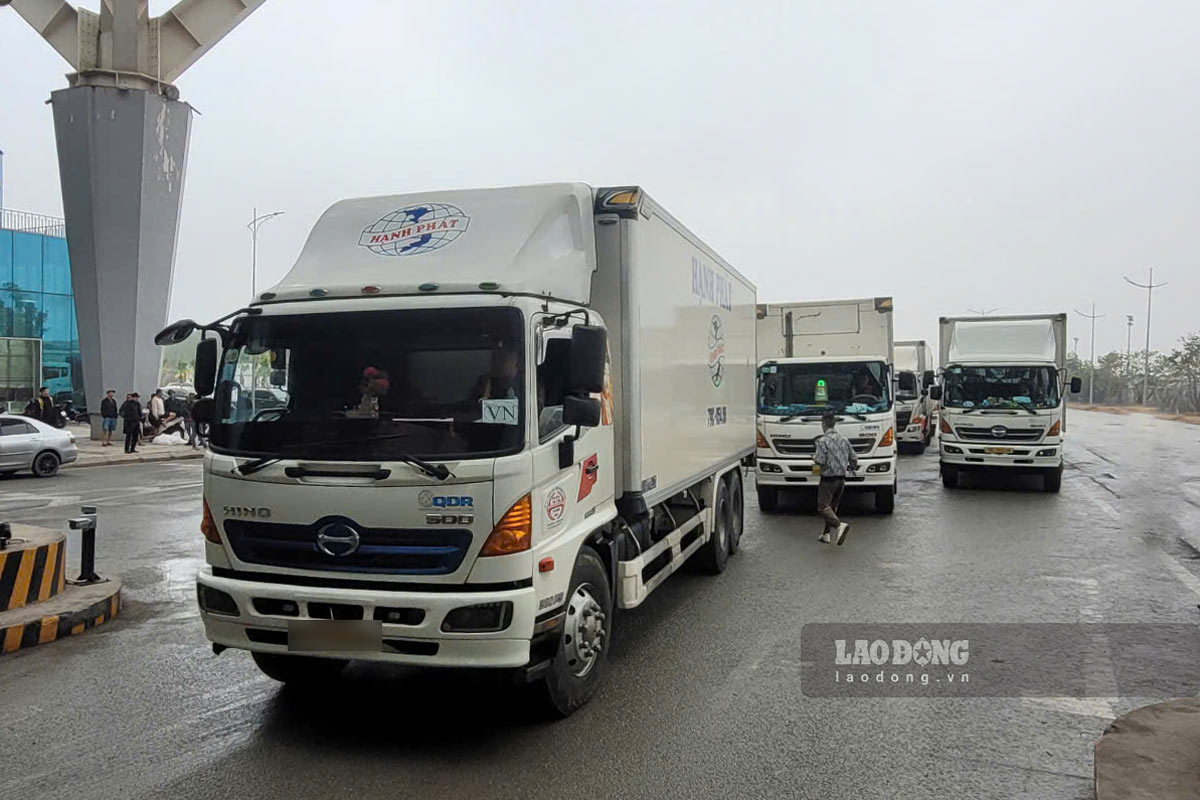 As of 10:00 a.m. on January 31, 22 enterprises had completed customs clearance procedures with 112 trucks exporting goods through Bac Luan II border gate (Mong Cai, Quang Ninh). Photo: Mong Cai International Border Gate Management Board