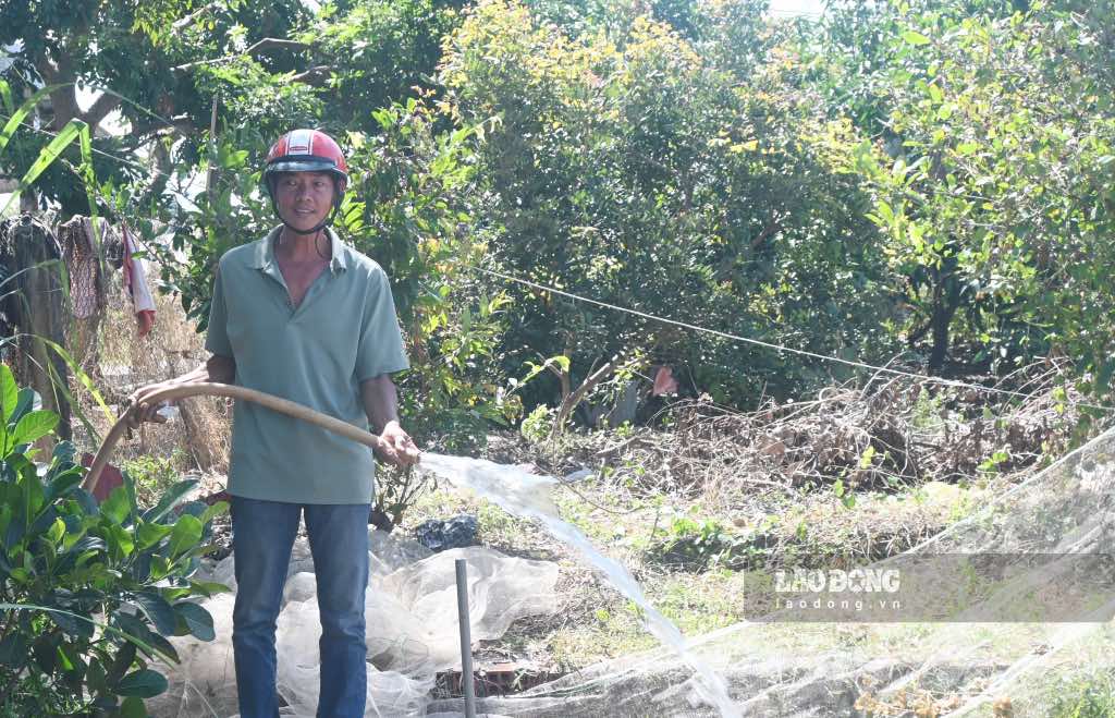 Anh Quoc (residing in Thanh Hai commune, Thanh Phu district, Ben Tre province) uses well water to water plants to cope with saltwater intrusion. Photo: Thanh Nhan