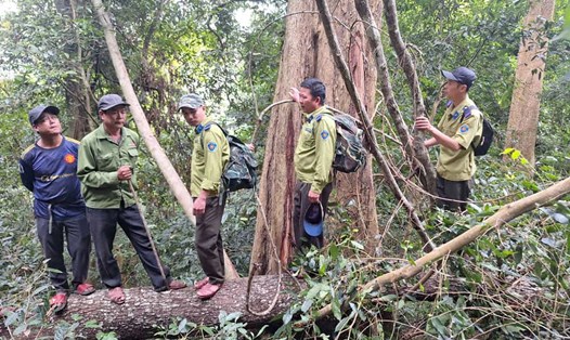 Các nhóm bảo vệ rừng chia nhau tuần tra, bảo vệ rừng gỗ hương quý hiếm. Ảnh: Thanh Tuấn