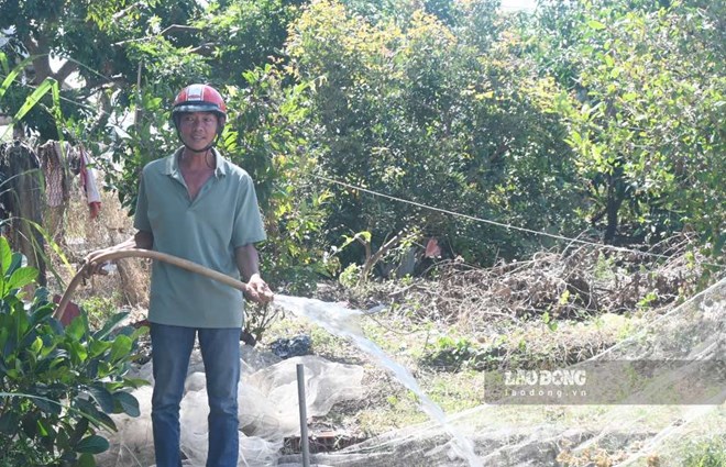 Anh Quoc (residing in Thanh Hai commune, Thanh Phu district, Ben Tre province) uses well water to water plants to cope with saltwater intrusion. Photo: Thanh Nhan