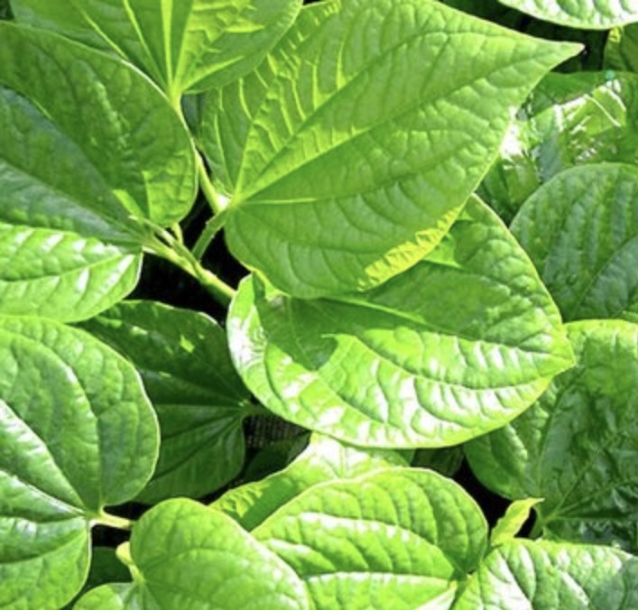 This is a type of leaf that can help lower blood sugar and is easy to grow at home. Photo: Kieu Vu